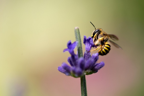 bee blur delicate fleur flower garden grass growth