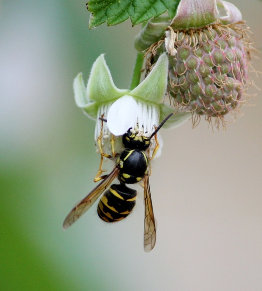 bee bumblebee wasp