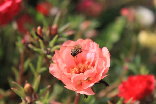 bee flight flowers