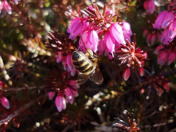 bee flower spring