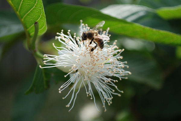 bee in a guava flower