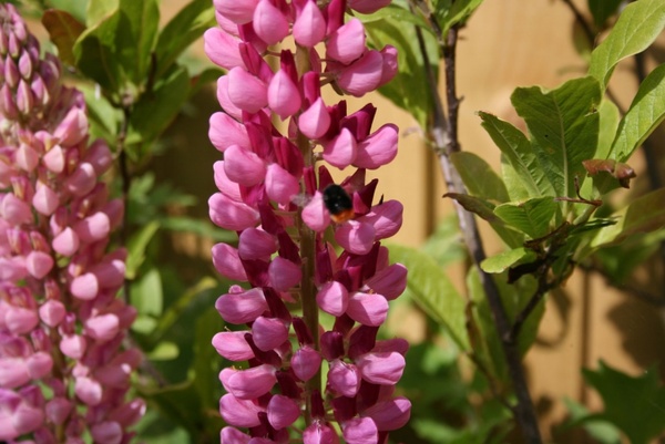 bee on lupins