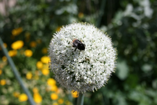 bee on onion plant