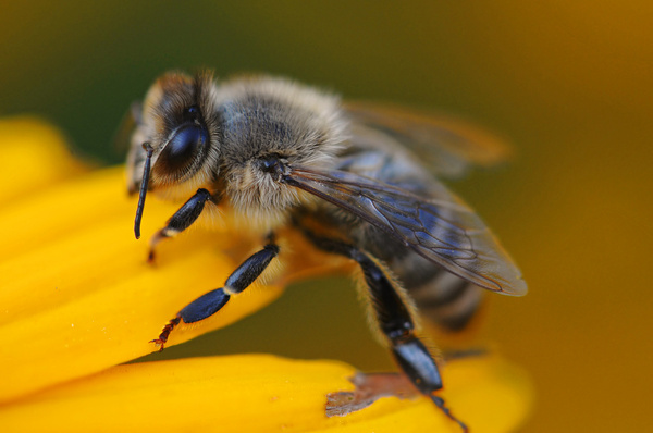 bee on yellow 