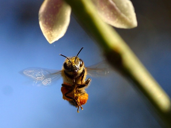 bee pollen wing