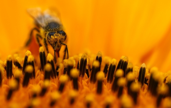 bee sun flower macro