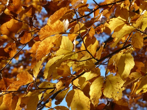 beech beech leaves autumn