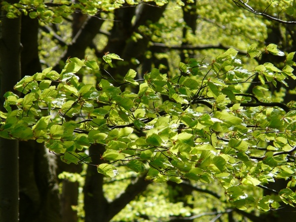 beech beech leaves forest