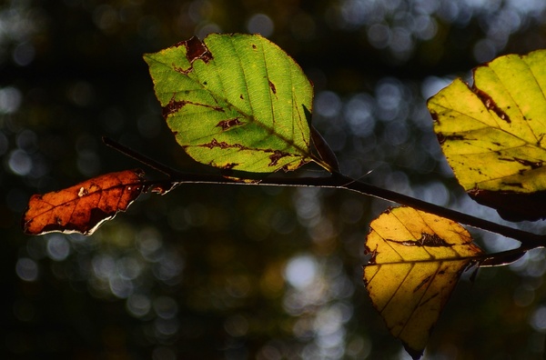 beech leafs in autumn colors