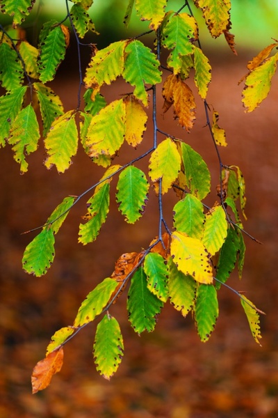 beech leaves branch