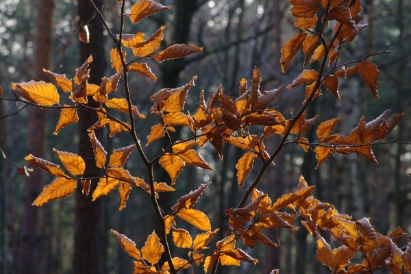 beech leaves leaves back light