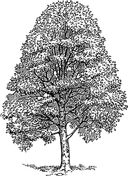 Beech Tree clip art 