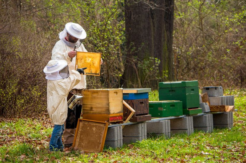 beekeeper work picture dynamic modern 