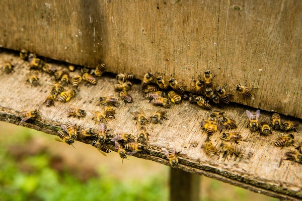 bees beekeeping insect