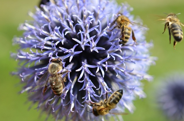 bees flower purple