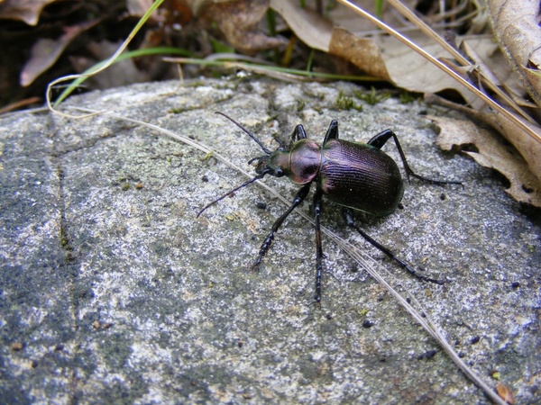 beetle black brown