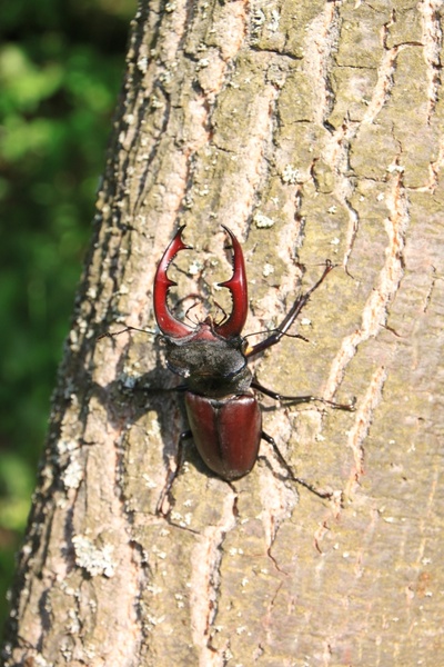 beetle climbing male