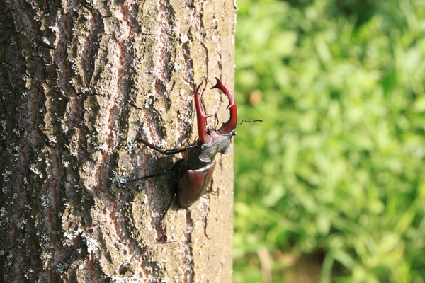 beetle climbing male