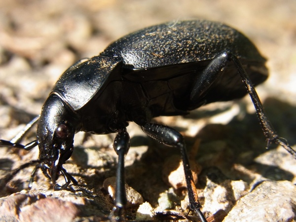 beetle ground beetles carabus