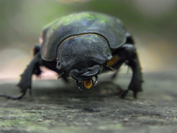 beetle stag beetle lucanus servus 