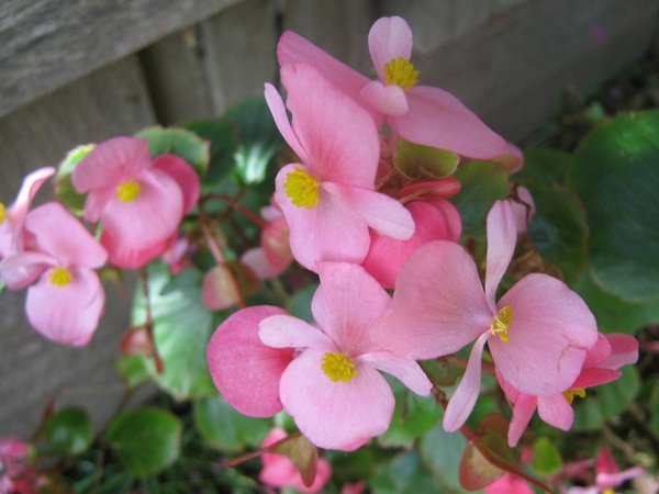 begonia 