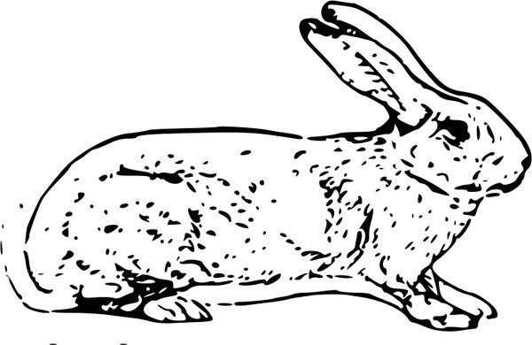 belgian rabbit