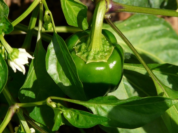 bell pepper plant pepper shrub paprika