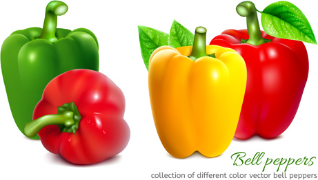 bell peppers colored vector