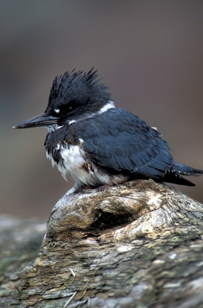 belted kingfisher alaska bird