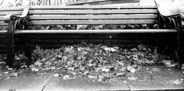 bench and leaves
