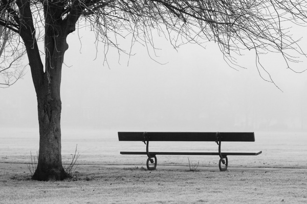bench in a misty park
