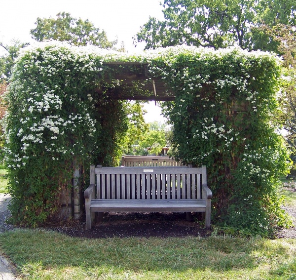 bench under arbor