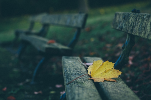 dried leaf on wooden bench