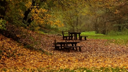 Benches in the woods