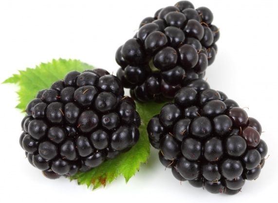 berry black blackberry 