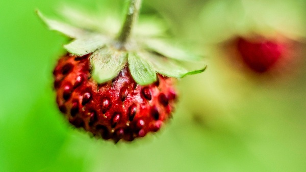 berry blur bush color drop flower food fruit