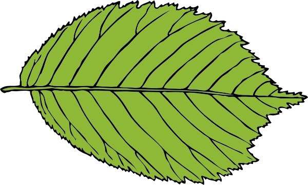 Bi Serrate Leaf clip art 