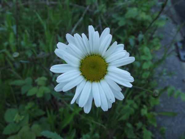 big daisy flower