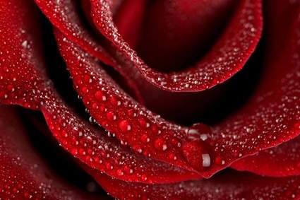 big red roses closeup picture 2 