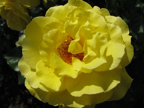 big yellow rose