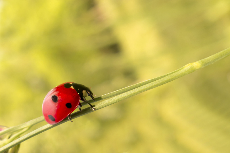 biological backdrop picture crawling ladybug closeup