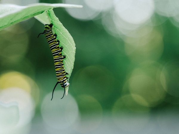 biology blur bug butterfly caterpillar color daytime