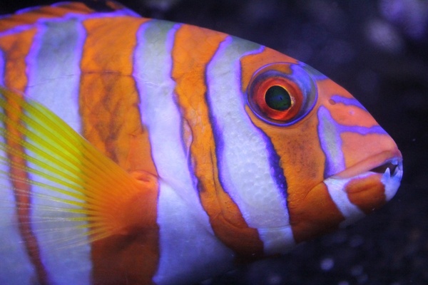 biology bony fish color fish invertebrate love middle