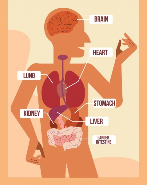 biology science background human body organ icons