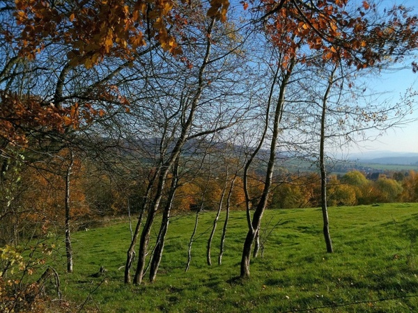 birch autumn forest