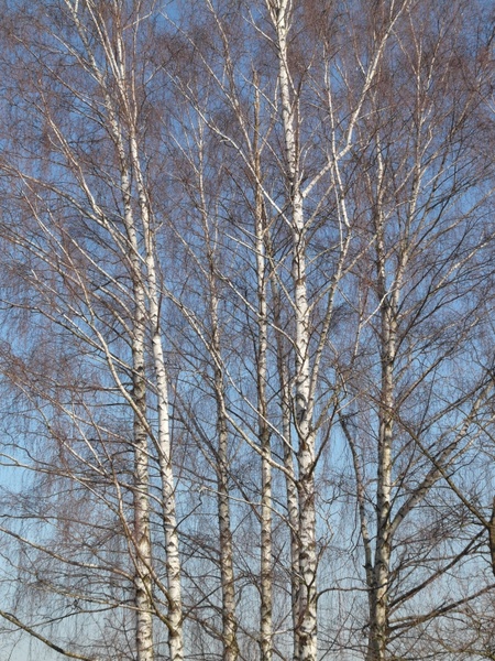 birch birch grove trees