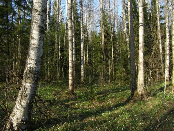 birch forest spring 