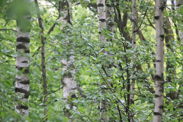 birch forest trees