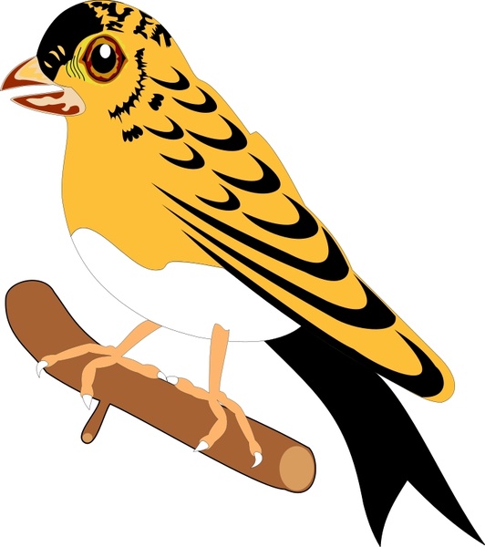 bird 25