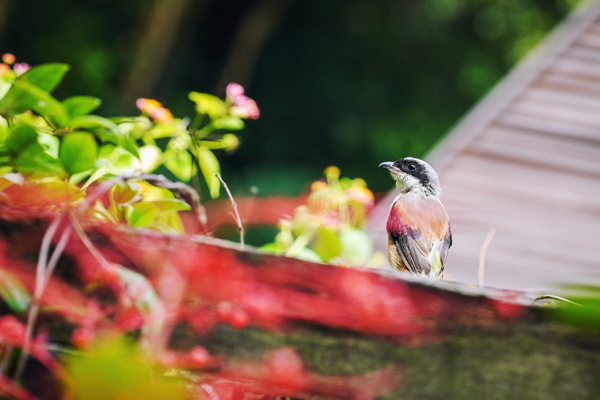 bird 